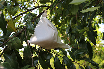 ripeness 1